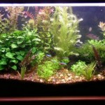 How to Set Up Your Aquarium with Living Plants 
