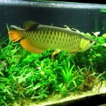 How to Choose Plants for an Aquarium 