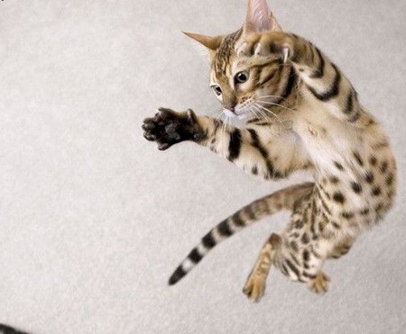kitty jump kitty jump