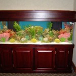 How to Maintain Your Aquarium in a Regular Basis 