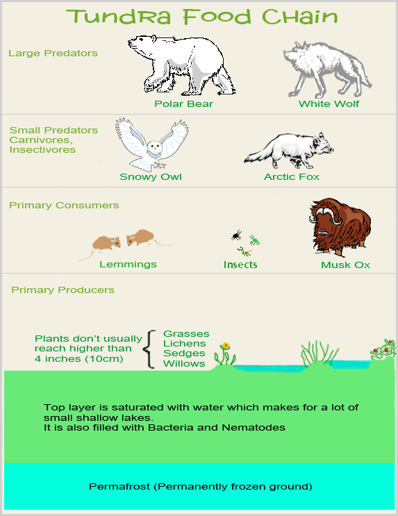 Ocean Food Chain Diagram. polar bear food chain diagram