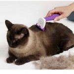 How to Stop your Cat Shedding Hair