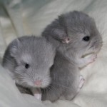How to Fix your Mind on Chinchillas 