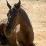 How to Cure Horse Colic