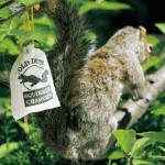 How to Deter Squirrels