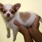 How to Tell if a Puppy has Heart Problems