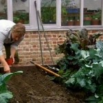 How to Grow Broad Beans 
