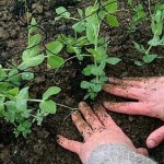 How to Grow Vegetables in Your Border 