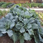 How to Grow Vegetables with Allotments 
