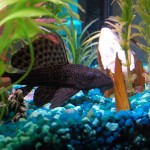 How to Make a Triple Aquarium Stand
