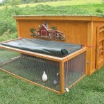 How to Build a Chicken Coop?