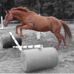 How to Implement a Bridge-Signal in your horse Training Program 