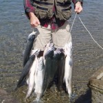 How to Catch a Sockeye Salmon