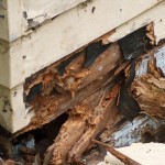 How to Treat Dry Rot