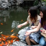 How to Feed Fish in your Garden