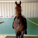 How to Teach your Horse to Cross-tie