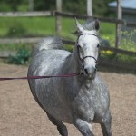 How to Develop ‘Heart’ with your Horse
