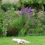 How to Design a Garden for Children and Pets
