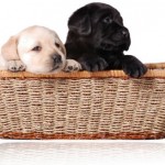 How to find the Right Puppy