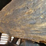 How to Treat Woodworm 