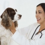 How to Choose a Veterinarian