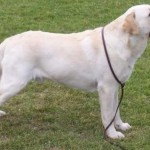 How to Train an Adult Dog