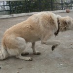 How to Understand Your Dog’s Body Language