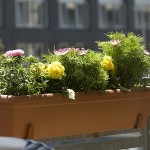 How to Protect Your Balcony Garden 
