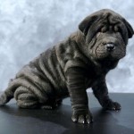 How to Handle When Wild Animal Attacks Your Chinese Shar-Pei Dog