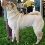 How to Teach a Chinese Shar-Pei Dog Tricks 