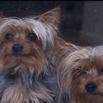How to Create a Healthy Environment for Your Dog
