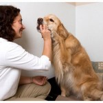 How to Groom a Dog