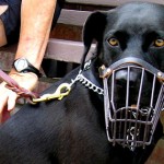 How to Solve Your Dog’s Behavioral Problems