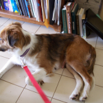 How to Train Your Dog’s Social Skills and House Manners
