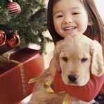 How to Decide Whether to Do Euthanasia For the Dog