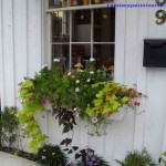 How to Feed and Hang Baskets in Window Garden