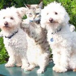 How to Live in Harmony with Dogs