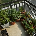 How to Maintain General Plants in Your Balcony Garden