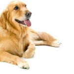 How to Live with an Older Dog