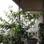 How to Create an Internal Partition in Balcony Garden