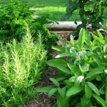 How to Deal with Pest and Disease in Herb Garden