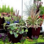 How to Plant for Container Garden