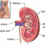 How to Prevent Kidney Problems When You Have Diabetes 