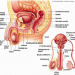 How to Talk to your Teens About Their Sexual Organs When Puberty Hits