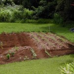 How to Determine the Soil Condition in Your Garden