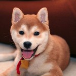 How to Train Your Dog with Commands and Rewards