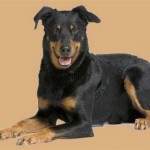 How to Teach Retrieving Games for the Adult Dog
