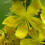How to Use Agrimony
