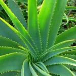 How to Use Aloe Vera