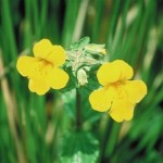 How to Use Bach Flower Remedies to Treat Various Illnesses